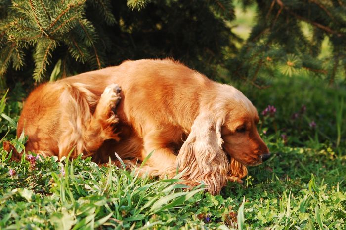 Cockerspaniel kratzt sich draußen.