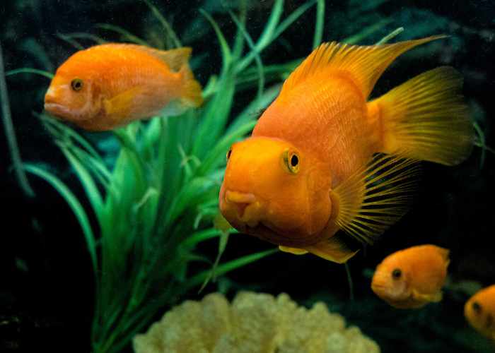 Orangefarbene Papageienbuntbarsche.