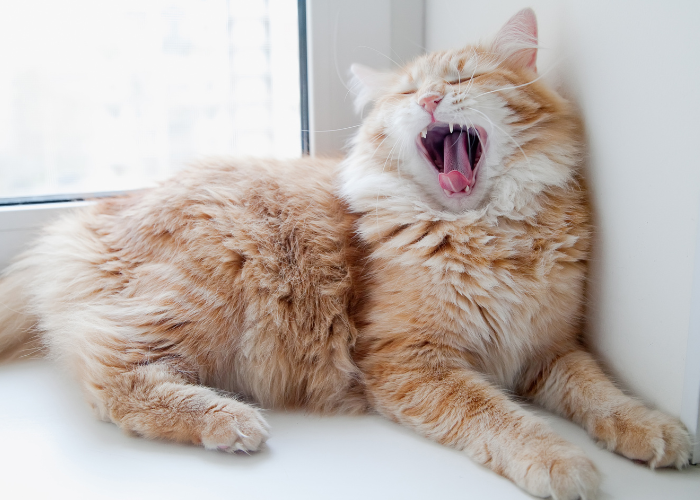Furzen Katzen?