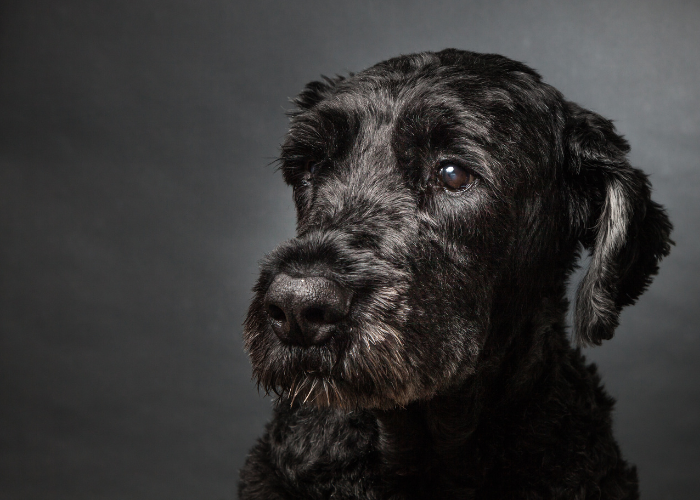 Geschorenes Bouvier des Flandres.