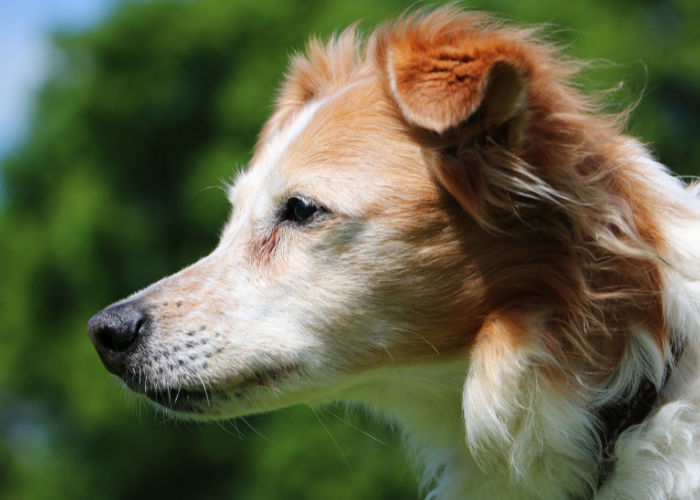 Hund Kromfohrländer.