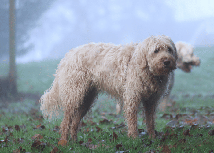 Otterhound 