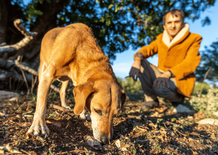 Ein Hund auf der Suche nach Trüffeln.