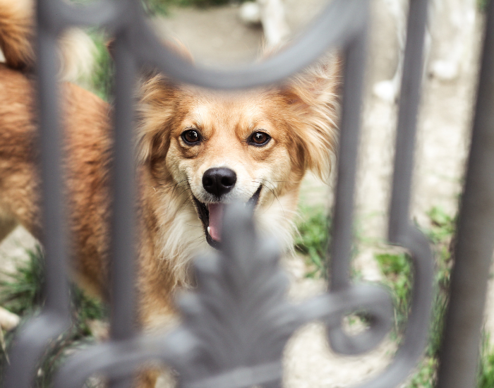 Haus- und Hofhund.