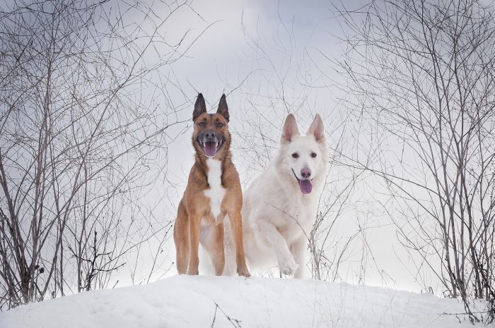 Ein weißer Schweizer Schäferhund und ein belgischer Schäferhund auf einem verschneiten Hügel.