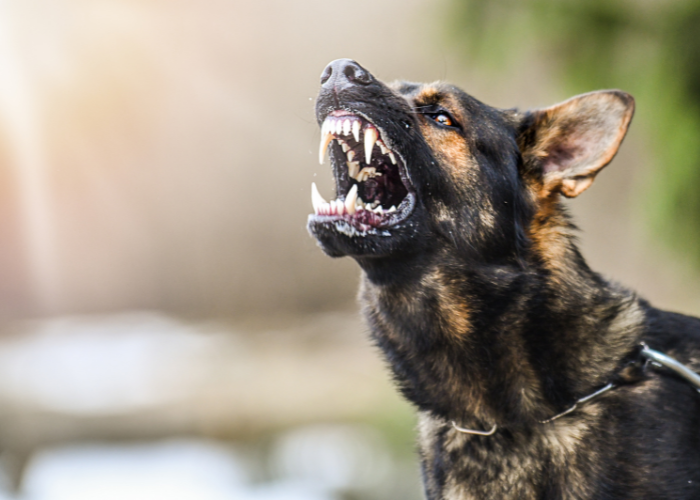 Der Hund will beißen.