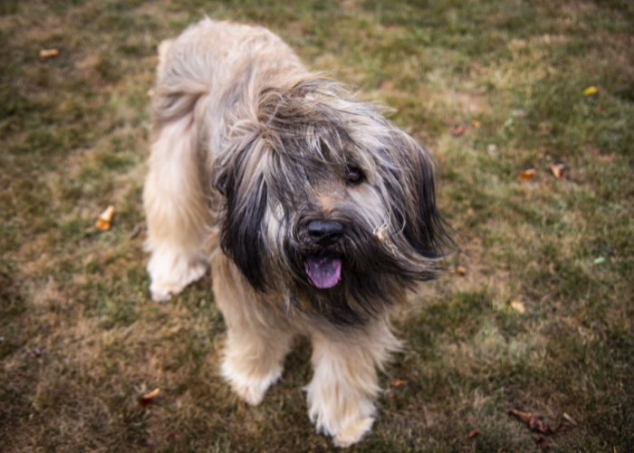 Erwachsener katalanischer Schäferhund.