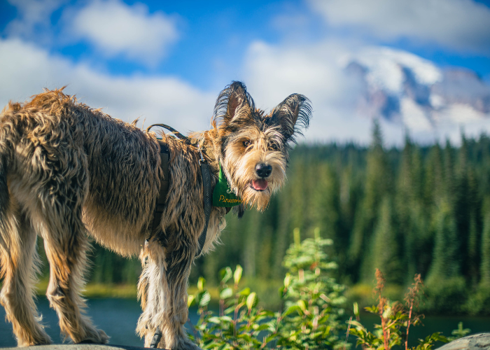 Ein Picardischer Schäferhund am See.