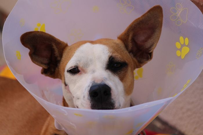 Ein Hund, der ein tierärztliches Schutzhalsband trägt.