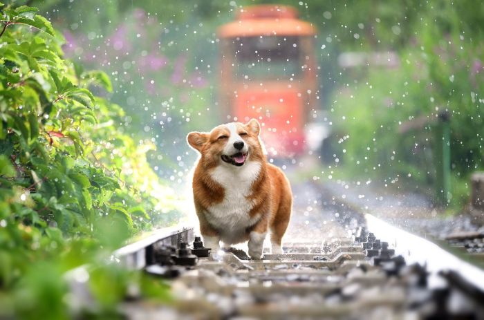 Corgi schüttelt den Regen ab.