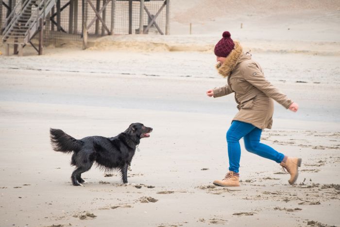 Der Hund springt während des Spielens auf die Frau.