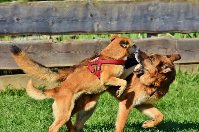 Der Hund springt auf den anderen Hund.