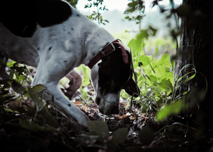 Trüffelhund.