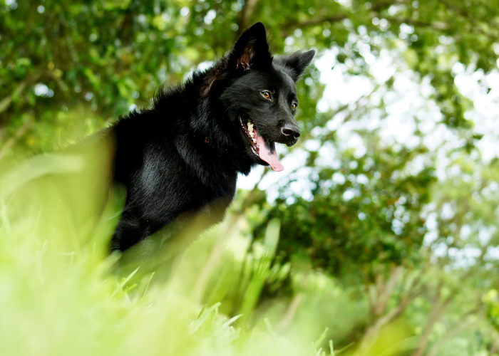 Taiwanesischer Hund.