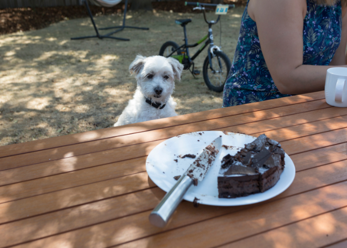 Was tun, wenn ein Hund Schokolade frisst?
