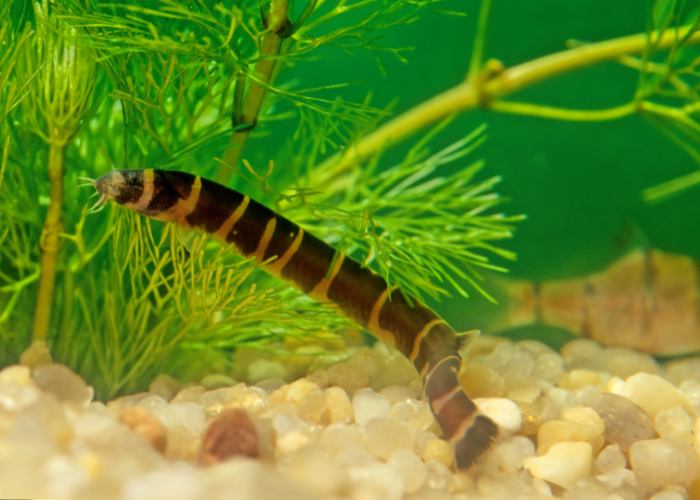 Fisch Piskorek.