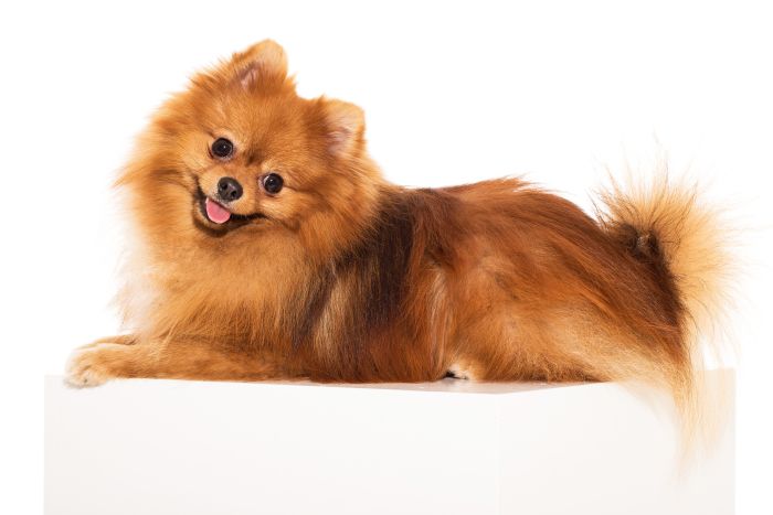 Pomeranian liegt auf einem weißen Hintergrund