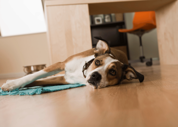 Was ist das Vestibularissyndrom bei Hunden?
