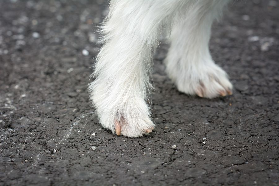 Gut geschnittene Krallen eines Hundes berühren den Boden nicht.