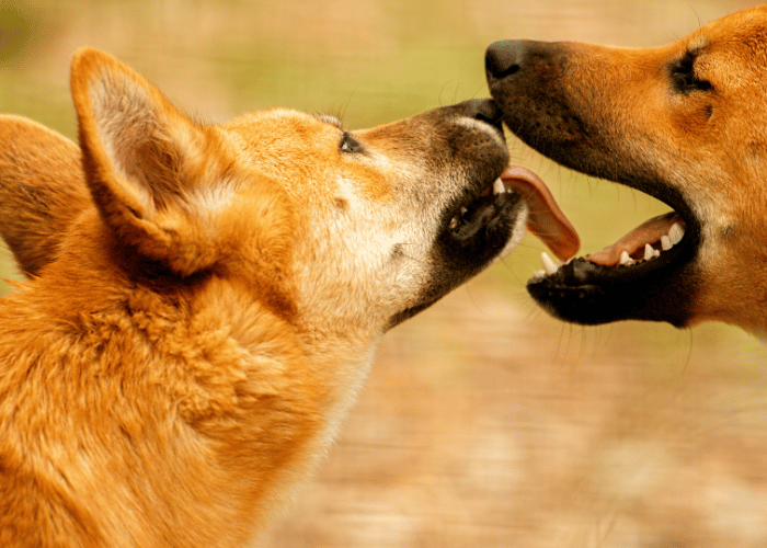 Australischer Dingo.