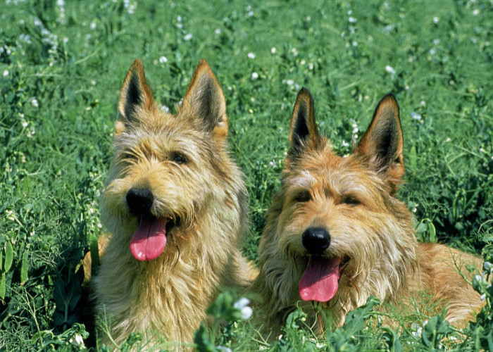 Die Picardie Schäferhunde liegen im Gras.