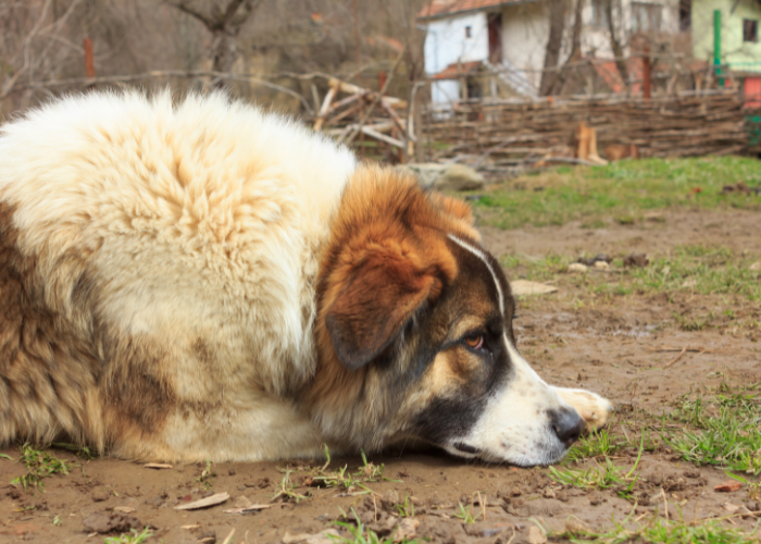 Ein verlassener Hofhund.