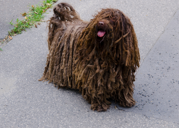 Schwarzer ungarischer Schäferhund puli.