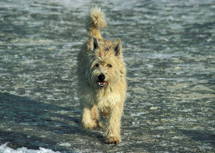 Der Picardische Schäferhund rennt.