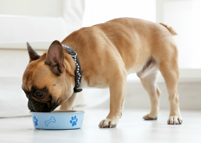 Die Englische Bulldogge frisst Trockenfutter.