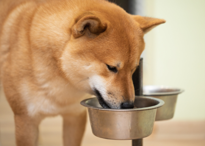 Shiba inu, ein großer Hund, frisst Futter.