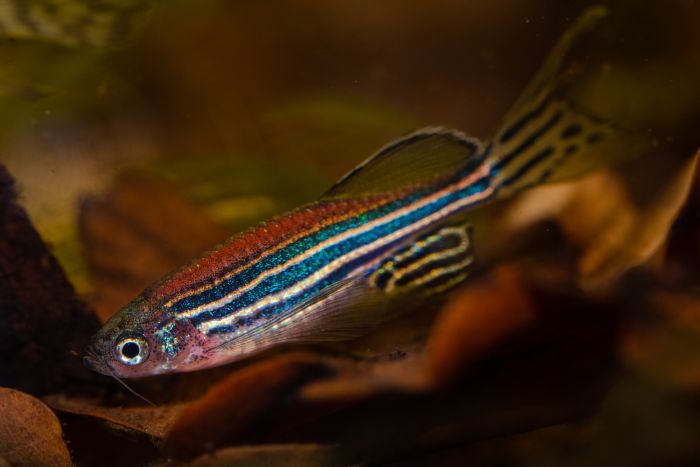 Danio fluoreszierende Fische