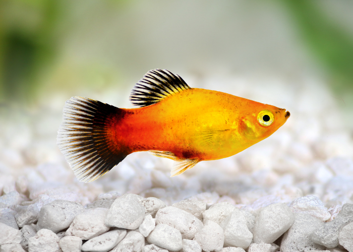 Platy-Fisch.