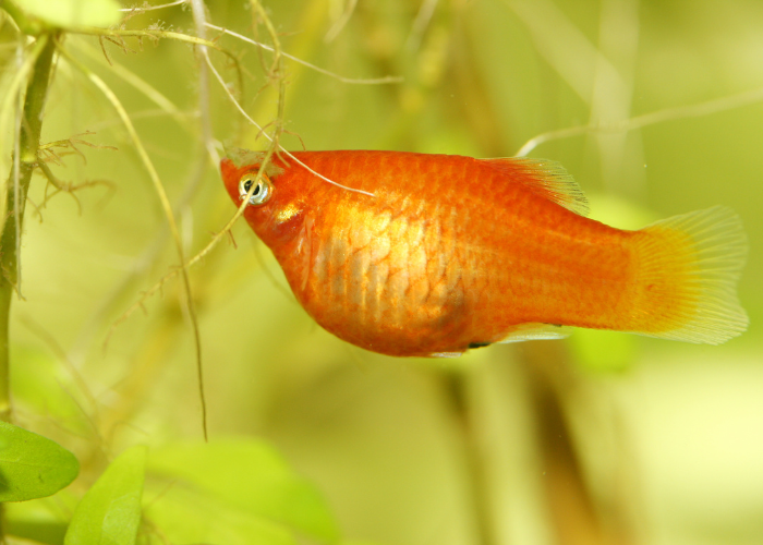 Gefleckter Goldfisch.