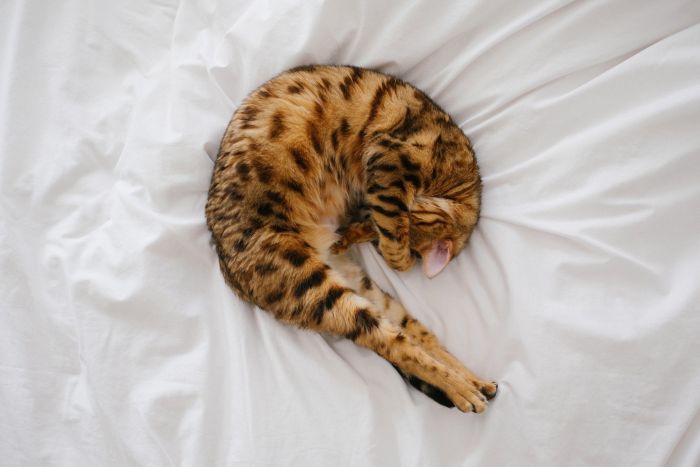 Bengalische Katze im Bett