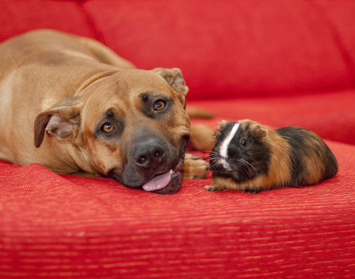 Meerschweinchen und Hund.