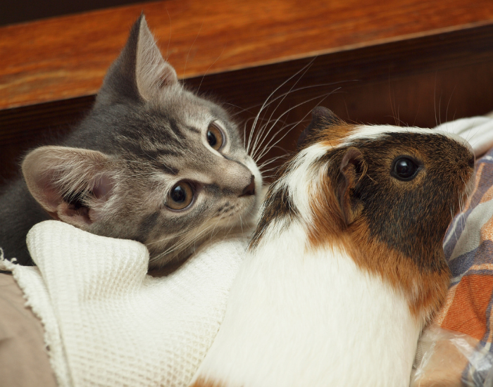 Die Kawia und die Katze.