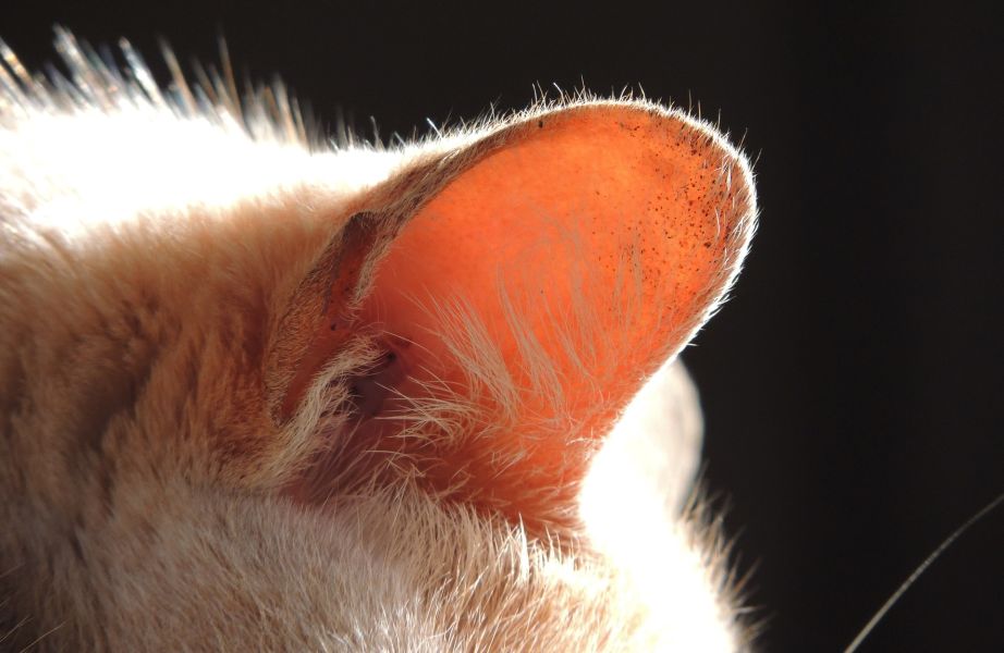 Die Ohrmuschel einer Katze. Zu sehen ist eine Tasche, die dazu dient, Geräusche hinter dem Kopf der Katze zu dämpfen.