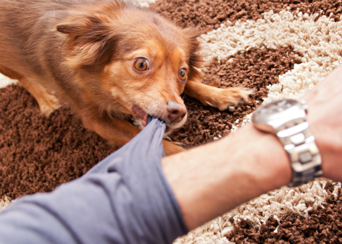 Der Hund beißt.