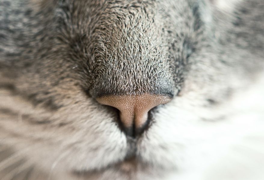 Die Nase der Katze.