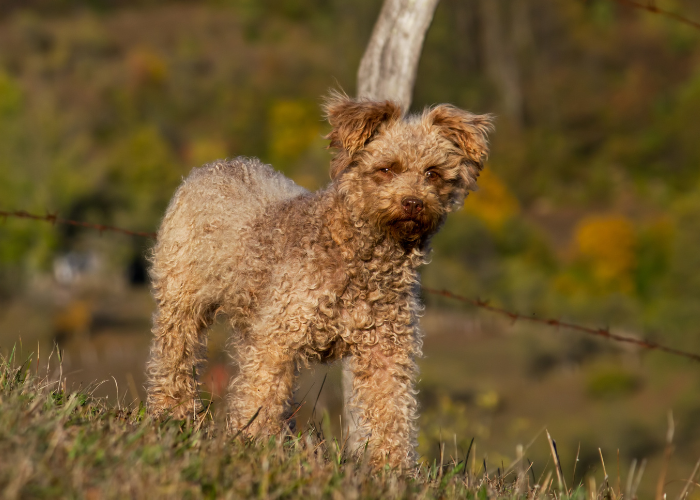 Ein fuchsroter Pumi-Hund.