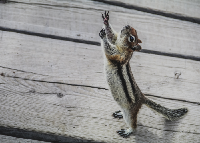 Sibirischer Streifenhörnchen.