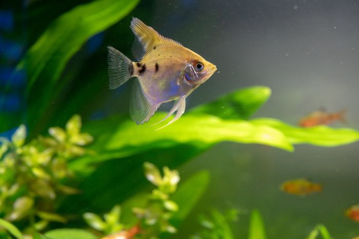 Fische in einem Aquarium mit Eingeweiden