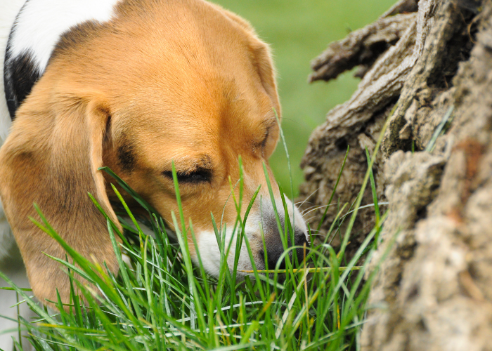 Wie kann man bei einem Hund sicher Erbrechen herbeiführen?