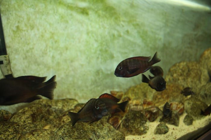 Trauernde Fische in einem bepflanzten Aquarium