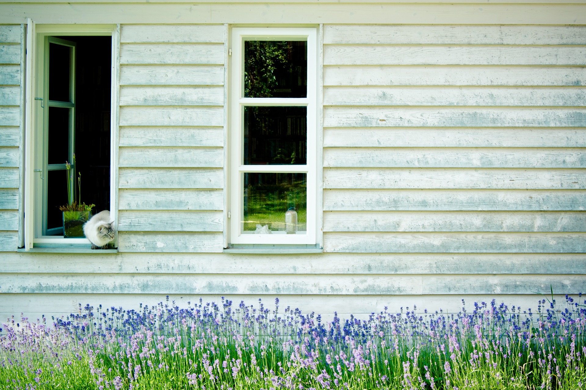 Die Katze unter dem Lavendel. Die meisten Katzen mögen den Geruch von Lavendel nicht.