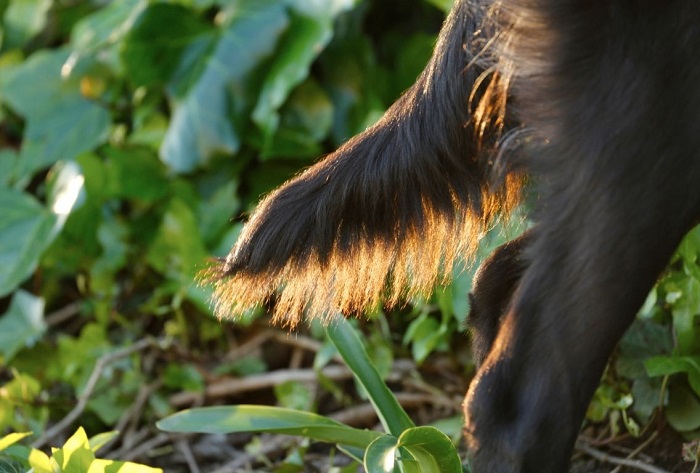 Pferdeschwanz bei einem Hund.