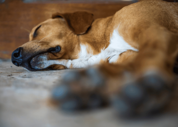 Vestibularsyndrom bei einem Hund.