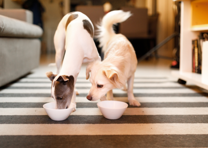 Zwei Hunde fressen Futter.